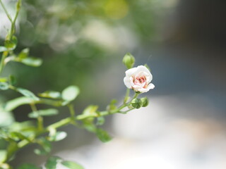 white rose flower