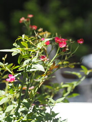 pink rose flower