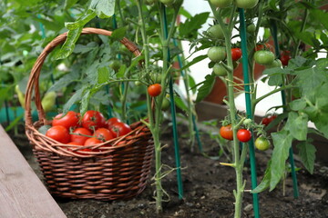 In greenhouse ripe red and green tomatoes are growing on a vines against the background of crop of...