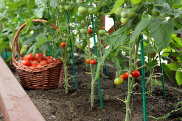 In greenhouse ripe red and green tomatoes are growing on a vines against the background of crop of...
