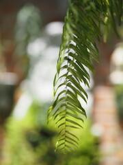 Nephrolepid sp. fern