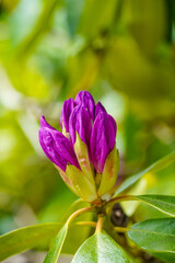 Close-up of a purple flower bud with green leaves on a blurred background.