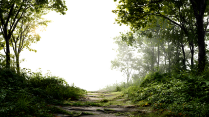 sunlight through the trees