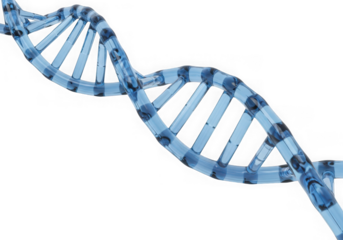 3d icon of a blue, transparent double helix dna molecule, representing genetics and science, isolated on transparent background