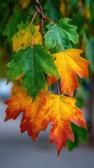 Autumn leaves, vibrant colors