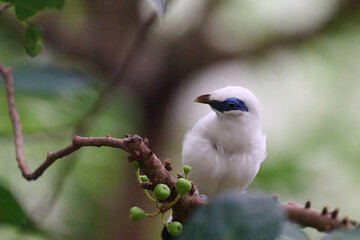 Bali Myna (Leucopsar rothschildi) perched on wooden rail with blurred green background in Hong Kong.