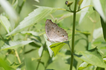 Junonia atlites is a species of nymphalid butterfly found in South Asia