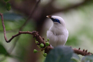 Bali Myna (Leucopsar rothschildi) perched on wooden rail with blurred green background in Hong Kong.