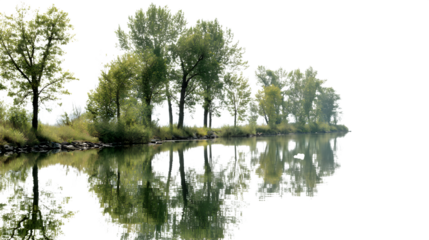 reflection of trees in water