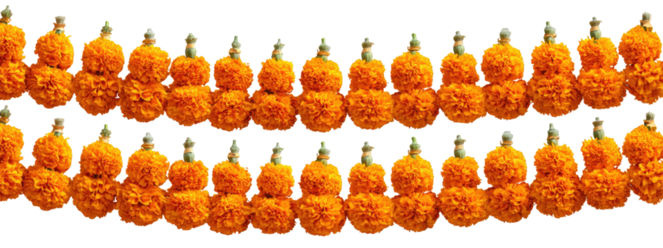 Double row of vibrant orange marigold flower garlands