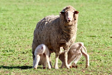 Twin merino lambs feeding from their mother ewe sheep in a green pasture 