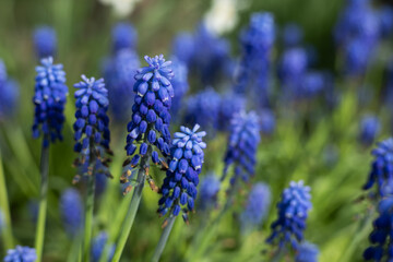 Blue Muscari flowers bloomed in spring in the park