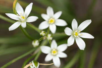 Buds and white flowers of Ornithogalum umbellatum in mid May