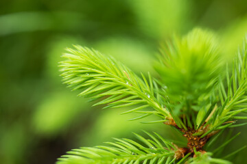 Green young needles on the branches of a spruce. Young spruce branch with bright green needles