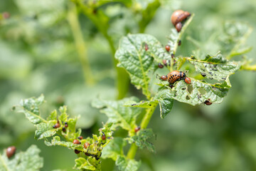The Colorado potato beetle on potato leaves destroys potato plants