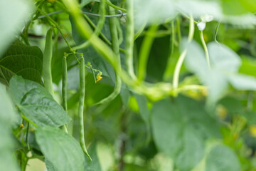 Cowpea. field peas black eyed peas. Long green beans. legumes plant farming harvesting agriculture bean in the garden