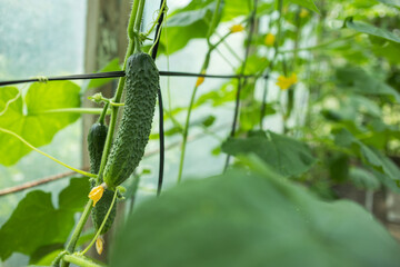Organic cucumbers cultivation. Closeup of fresh green vegetables ripening in glasshouse