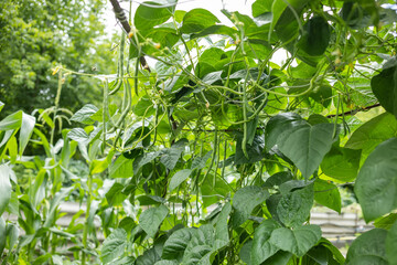 Cowpea Vigna unguiculata in the garden