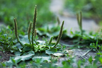 Fototapeta premium Plantain flowering plant with green leaf. Plantago major leaves and flowers broadleaf plantain,