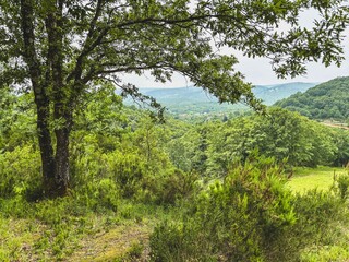 Scenic View of a Lush Green Valley Framed by an Oak Tree