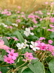 Field of Pink and White Wood Sorrel Flowers