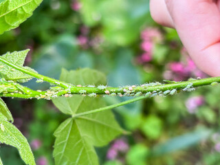 Close-up of a Hand Showing an Aphid Covered Plant