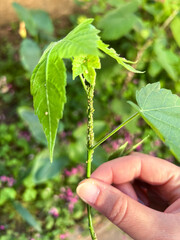 Green Aphid Colony on a Young Plant Shoot