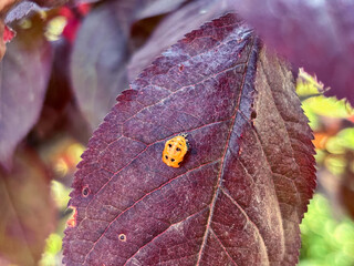 Detailed Macro of a Yellow Ladybug on a Purple Leaf