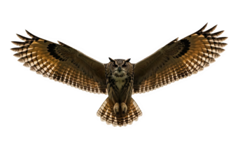 An owl with its wings spread wide is flying isolated on a transparent background, a majestic bird of prey in flight