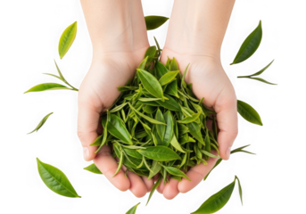 Close up of hands holding fresh green tea leaves offering a natural and healthy beverage option isolated on transparent background