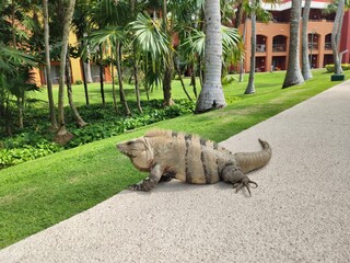 Big green Iguana iguana on hotel path in Tulum, Mexico
