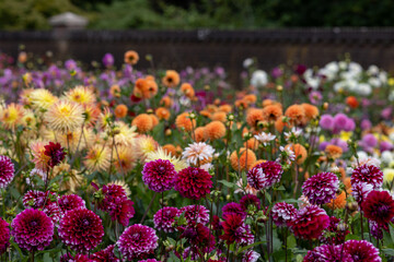 Big variety of different sorts of dahlia's in the dutch colourful summer garden