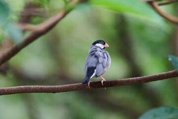 Java Sparrow (Lonchura oryzivora) perched on branch with green leaves against blurred foliage background in Hong Kong.