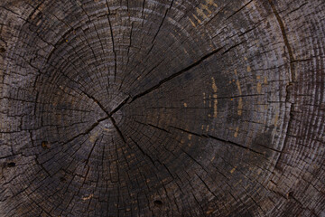 Macro photo of a tree stump cross-section showing concentric annual rings, weathered cracks, and...
