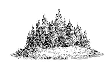 Hand drawn forest illustration of pine trees and woodland landscape in vintage engraving style design art