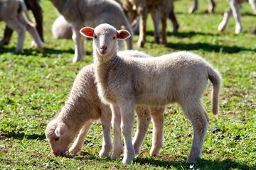 Baby merino lambs grazing together in a green pasture paddock with the rest of the flock nearby
