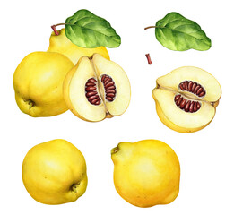 Watercolor realistic hand drawn illustrations of yellow quince fruits with slices and green leaf