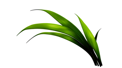 Lush green leaves with a transparent background for design use