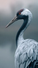 Obraz premium Close-up of a crane with detailed plumage and focused eye, neutral soft bokeh, soft ambient light, depth of field