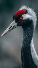 Fototapeta premium Close-up of a crane with detailed plumage and focused eye, neutral soft bokeh, soft ambient light, depth of field