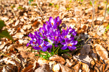 Purple blooming crocuses on leaf-covered forest floor
