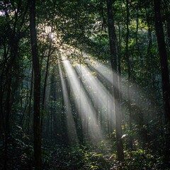 Fototapeta premium Sunlight streams through a dense forest canopy