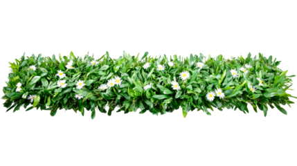 White flower artificial greenery on transparent backdrop