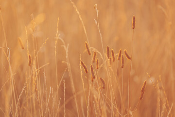 Warm golden light illuminates tall grass and wild plants in a serene field during sunset