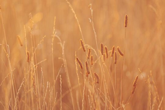 Warm golden light illuminates tall grass and wild plants in a serene field during sunset