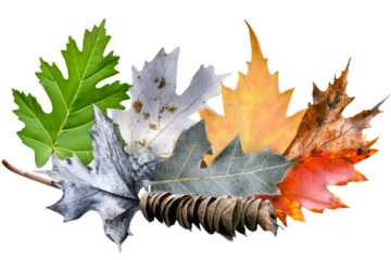 Colorful leaves highlighting seasonal change on clear backdrop