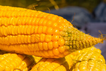 closeup heap of corn in summer village yard