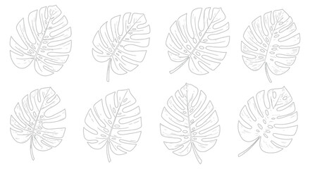 Collection of eight detailed line art illustrations of monstera deliciosa leaves in a repeating pattern