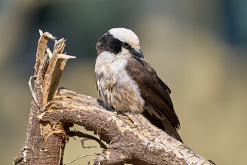 White-headed Buffalo Weaver Perched on a Branch