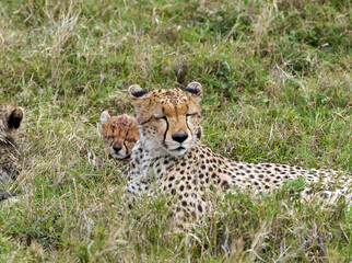 Cheetah Mother and Cubs Resting in the Grass